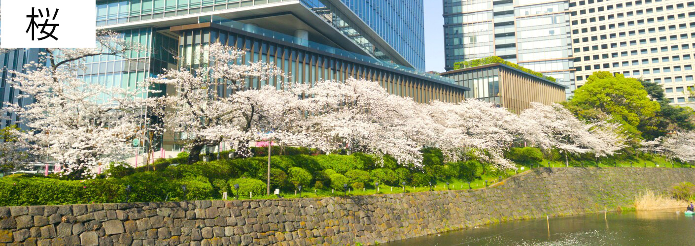 桜の写真