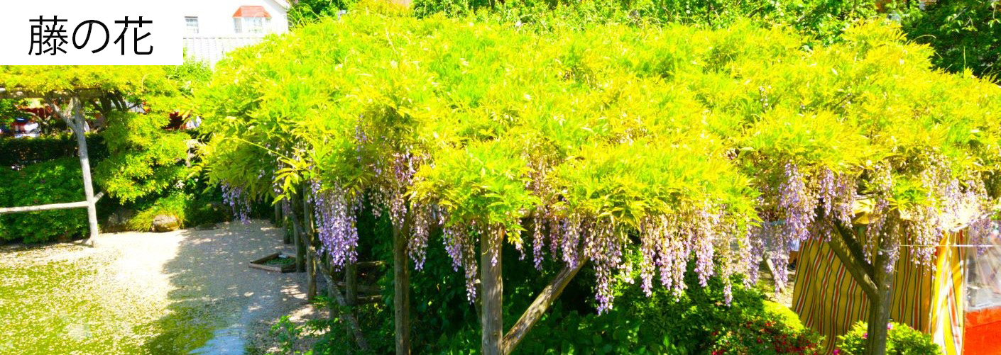 藤の花の写真