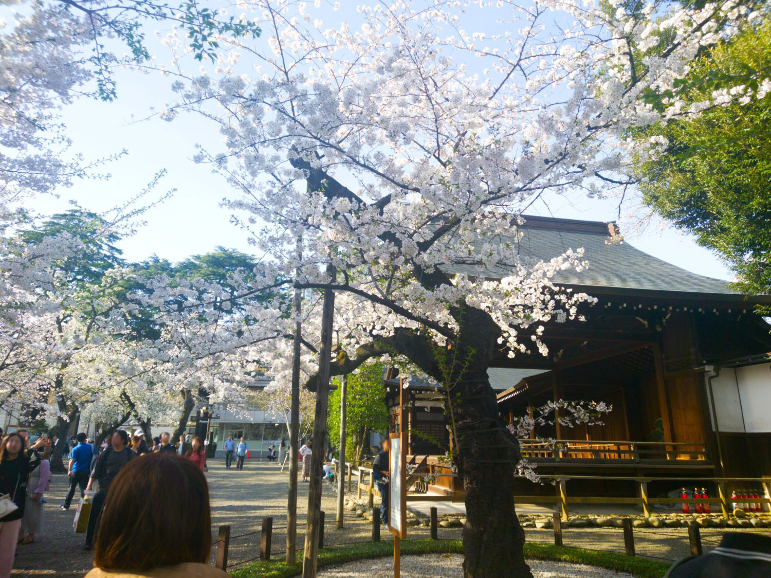 靖国神社の桜の写真